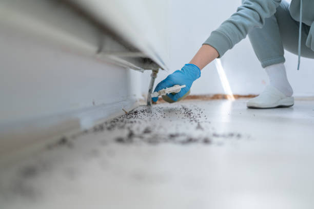 Professional Pest Control in National City, CA
